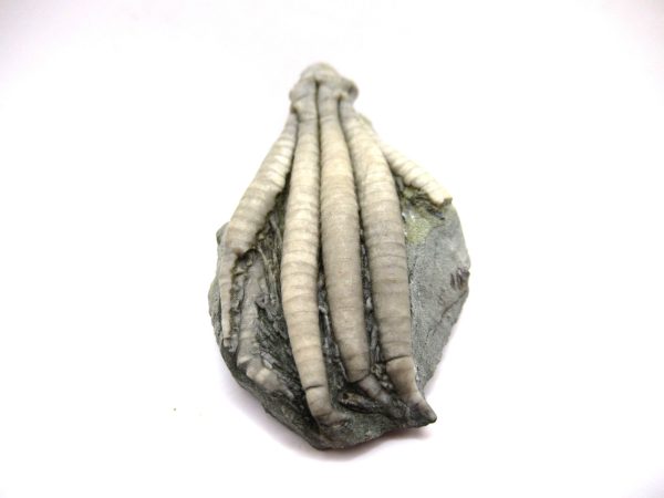 Crawfordsville Crinoid - Indiana #137 - Image 4