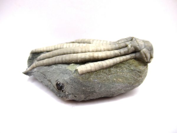 Crawfordsville Crinoid - Indiana #137 - Image 3