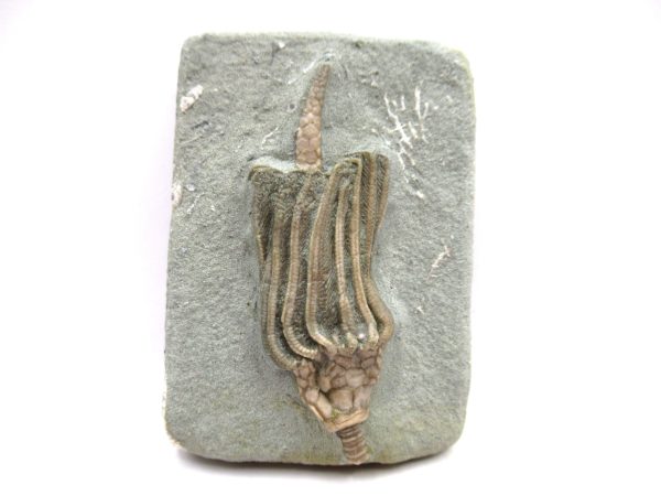 Crawfordsville Crinoid - Indiana #138