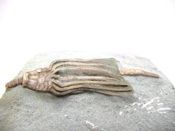 Crawfordsville Crinoid - Indiana #138 - Image 2