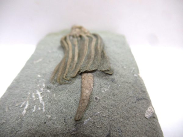 Crawfordsville Crinoid - Indiana #138 - Image 4