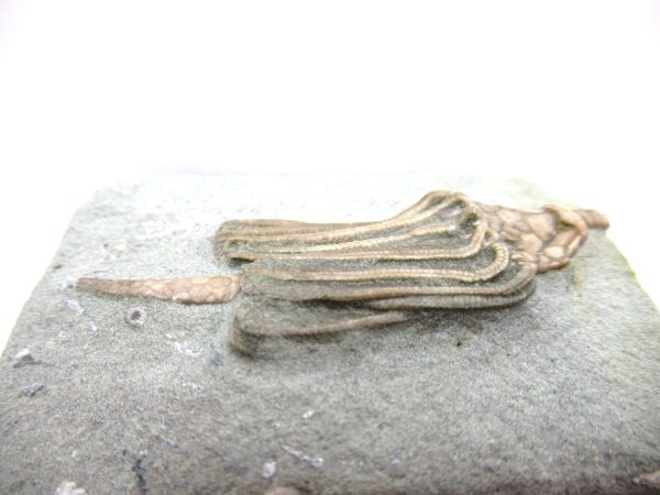 Crawfordsville Crinoid - Indiana #138 - Image 3