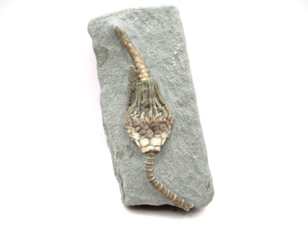 Crawfordsville Crinoid - Indiana #139