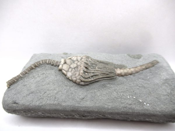 Crawfordsville Crinoid - Indiana #139 - Image 2