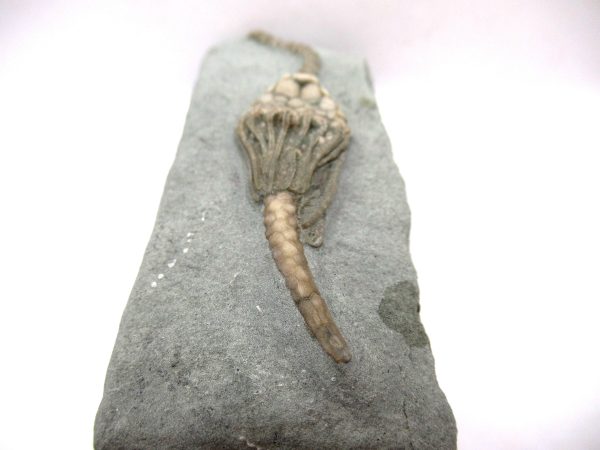 Crawfordsville Crinoid - Indiana #139 - Image 4