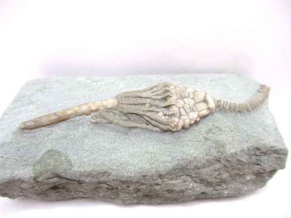 Crawfordsville Crinoid - Indiana #139 - Image 3