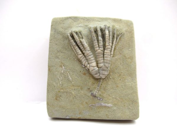 Crawfordsville Crinoid - Indiana #140