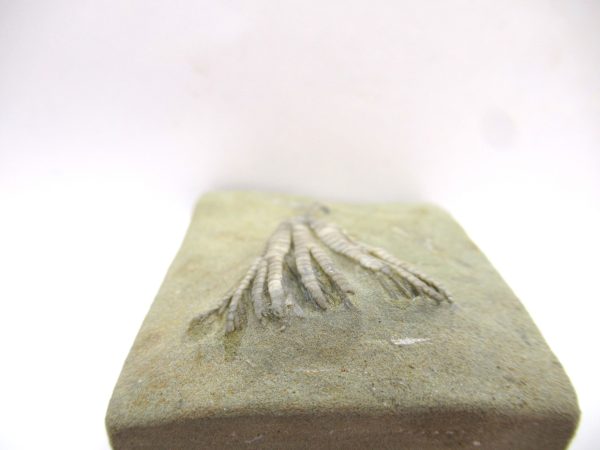 Crawfordsville Crinoid - Indiana #140 - Image 4