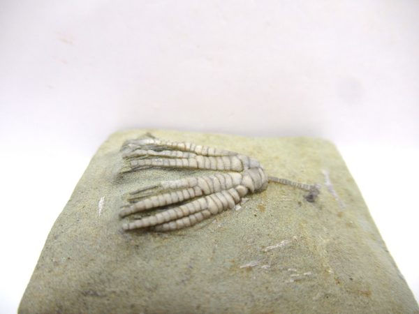 Crawfordsville Crinoid - Indiana #140 - Image 3