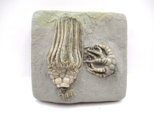 Crawfordsville Crinoid - Indiana #141