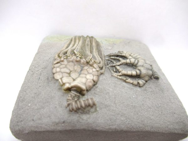 Crawfordsville Crinoid - Indiana #141 - Image 2