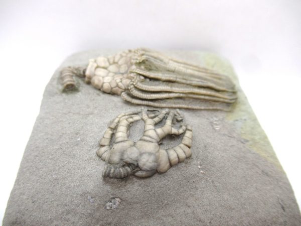 Crawfordsville Crinoid - Indiana #141 - Image 5