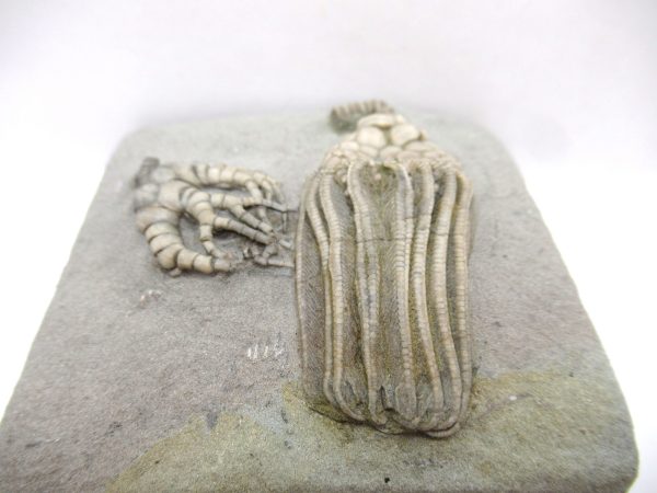 Crawfordsville Crinoid - Indiana #141 - Image 4