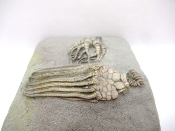 Crawfordsville Crinoid - Indiana #141 - Image 3