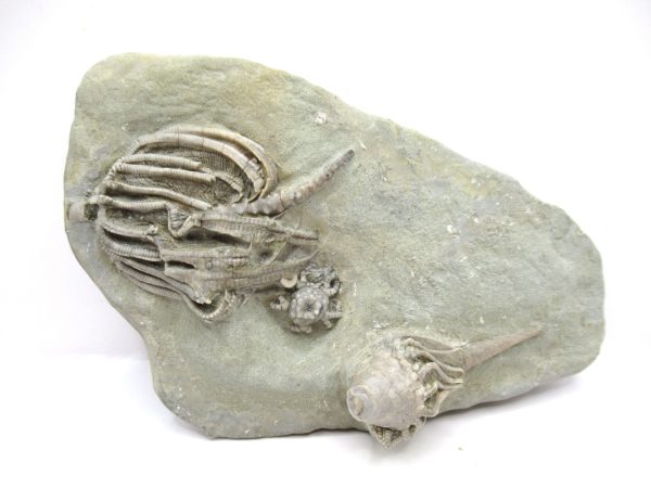 Crawfordsville Crinoid - Indiana #142