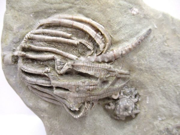 Crawfordsville Crinoid - Indiana #142 - Image 2