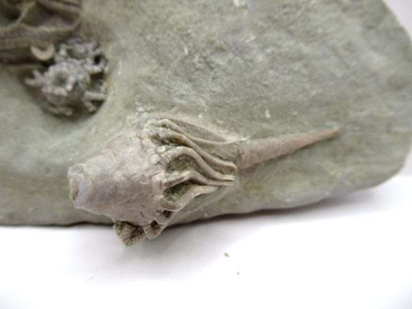 Crawfordsville Crinoid - Indiana #142 - Image 7