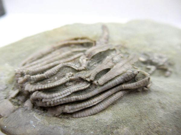 Crawfordsville Crinoid - Indiana #142 - Image 5