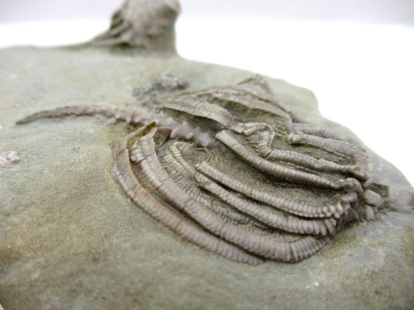 Crawfordsville Crinoid - Indiana #142 - Image 4