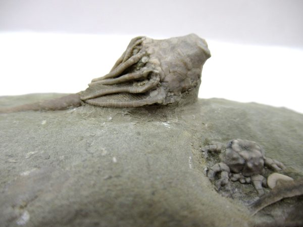 Crawfordsville Crinoid - Indiana #142 - Image 3