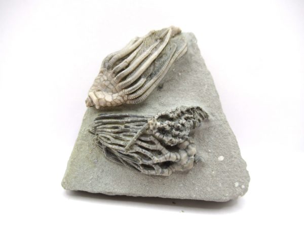 Crawfordsville Crinoid - Indiana #143