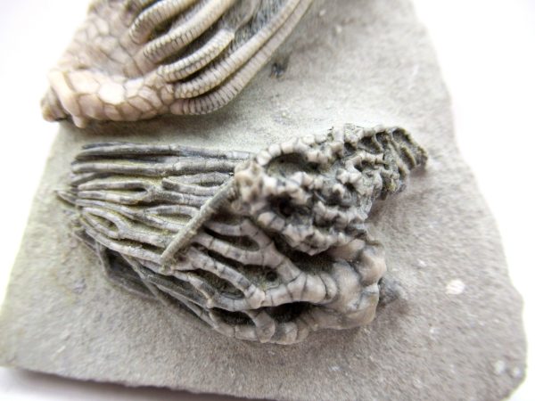 Crawfordsville Crinoid - Indiana #143 - Image 2