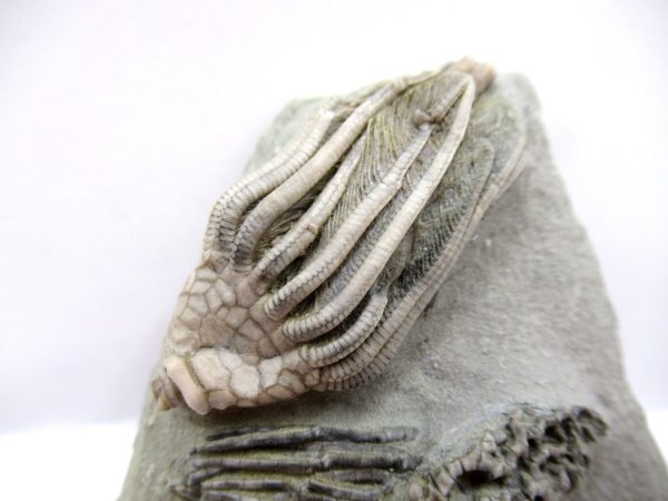 Crawfordsville Crinoid - Indiana #143 - Image 7