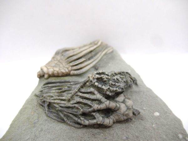 Crawfordsville Crinoid - Indiana #143 - Image 6