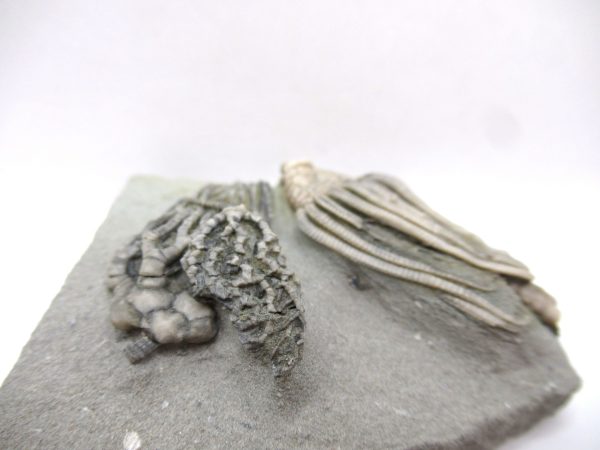 Crawfordsville Crinoid - Indiana #143 - Image 5