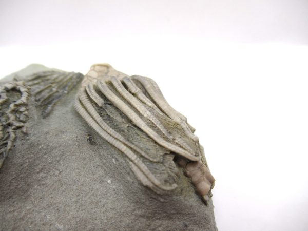 Crawfordsville Crinoid - Indiana #143 - Image 4