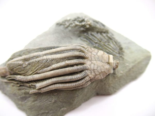 Crawfordsville Crinoid - Indiana #143 - Image 3