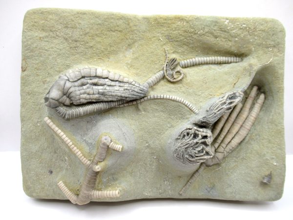 Crawfordsville Crinoid - Indiana #145