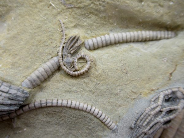 Crawfordsville Crinoid - Indiana #145 - Image 9