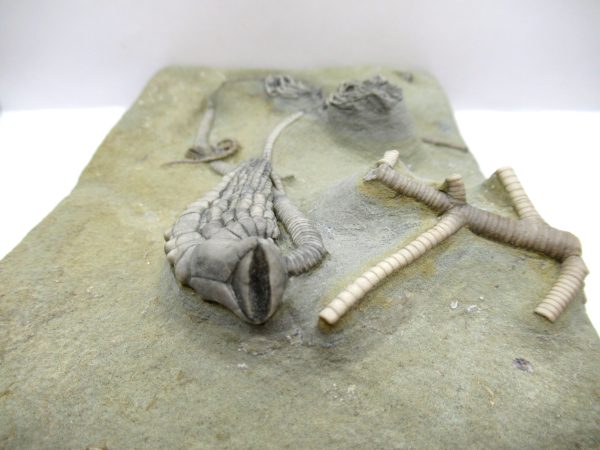 Crawfordsville Crinoid - Indiana #145 - Image 3