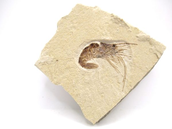 Lebanon Cretaceous Age Carpopenaeus Shrimp For Sale #101