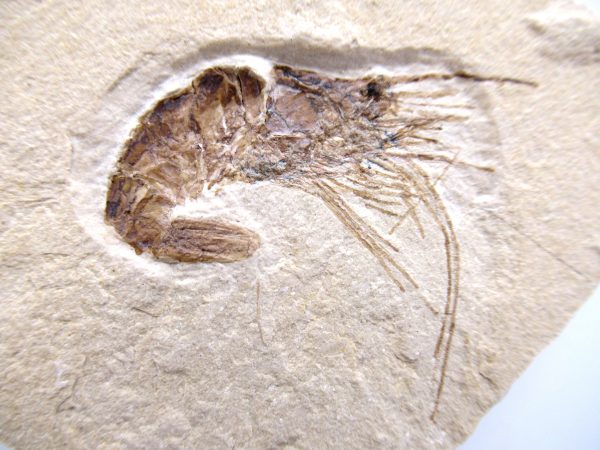 Lebanon Cretaceous Age Carpopenaeus Shrimp For Sale #101a