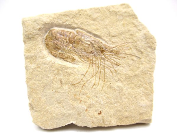 Lebanon Cretaceous Age Carpopenaeus Shrimp For Sale #104