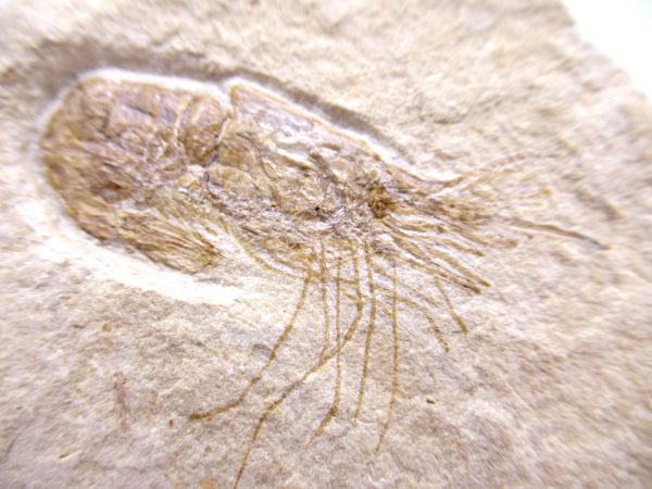 Lebanon Cretaceous Age Carpopenaeus Shrimp For Sale #104a