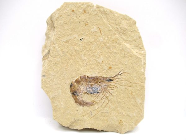 Lebanon Cretaceous Age Carpopenaeus Shrimp For Sale #106