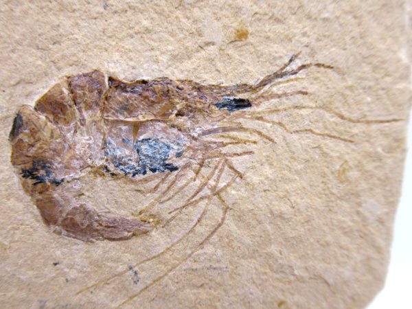 Lebanon Cretaceous Age Carpopenaeus Shrimp For Sale #106a