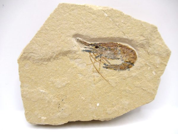 Lebanon Cretaceous Age Carpopenaeus Shrimp For Sale #107