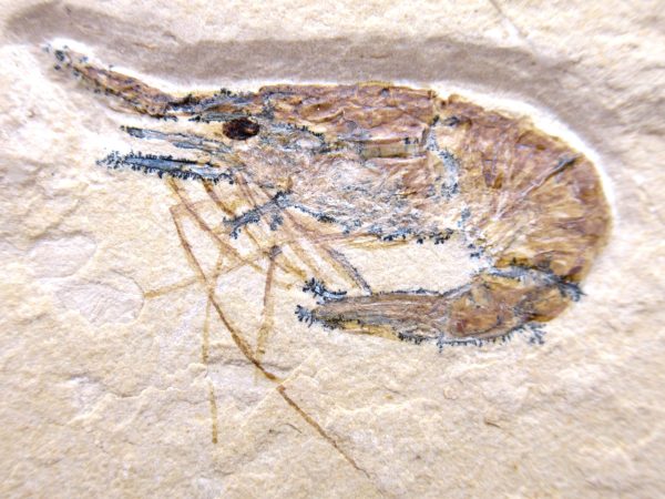 Lebanon Cretaceous Age Carpopenaeus Shrimp For Sale #107a