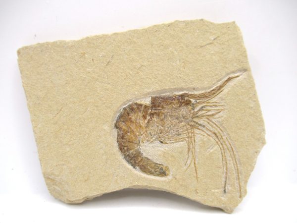 Lebanon Cretaceous Age Carpopenaeus Shrimp For Sale #108