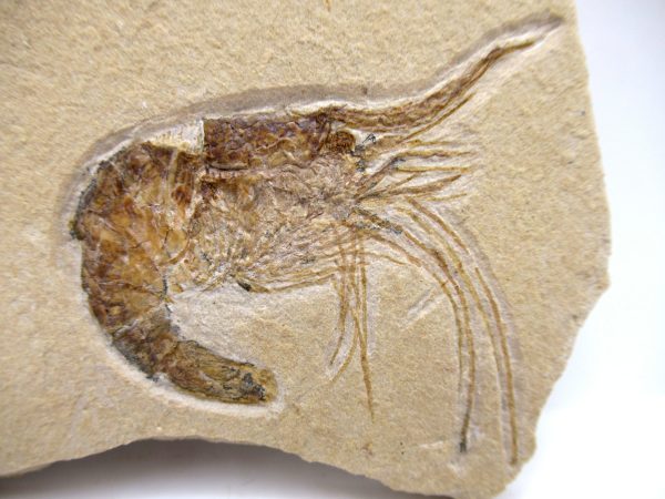 Lebanon Cretaceous Age Carpopenaeus Shrimp For Sale #108a