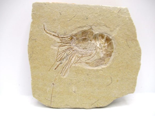 Lebanon Cretaceous Age Carpopenaeus Shrimp For Sale #109