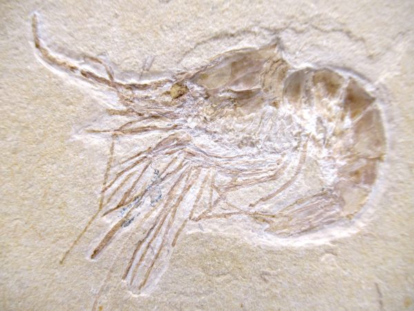 Lebanon Cretaceous Age Carpopenaeus Shrimp For Sale #109a