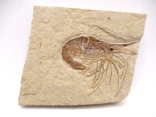 Lebanon Cretaceous Age Carpopenaeus Shrimp For Sale #110