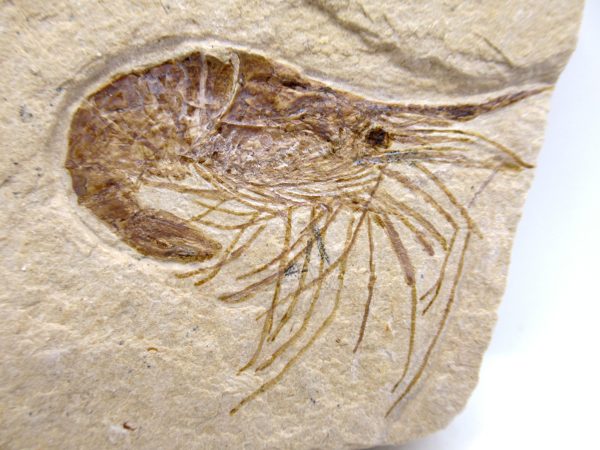 Lebanon Cretaceous Age Carpopenaeus Shrimp For Sale #110a