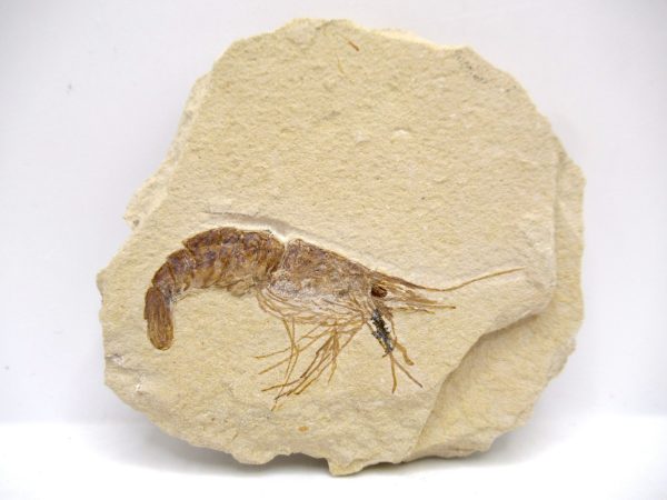 Lebanon Cretaceous Age Carpopenaeus Shrimp For Sale #111