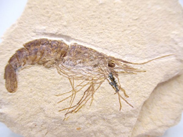 Lebanon Cretaceous Age Carpopenaeus Shrimp For Sale #111a